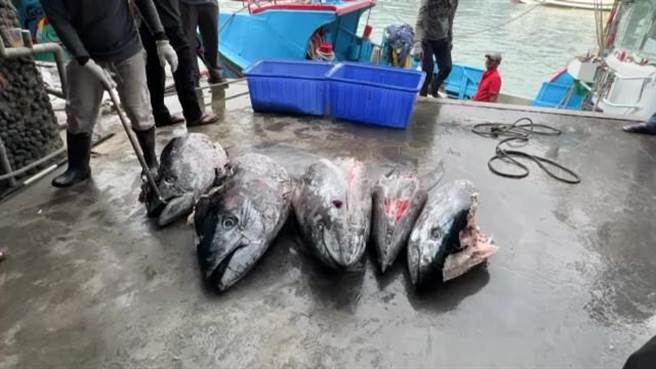 台东县成功镇新港籍两艘渔船总共捕获18条黑鲔鱼，今年4月捕获「成功第一鲔」的44岁船长郑正爱一口气捕获9条黑鲔鱼、加上4颗被吃剩的鱼头。（蔡旻妤摄）