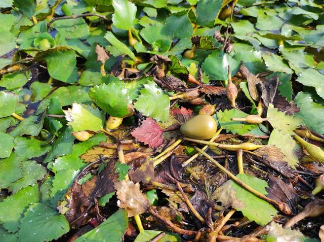 该巢上方有一颗棕绿色的蛋。（官田水雉生态教育园区提供／张毓翎台南传真）