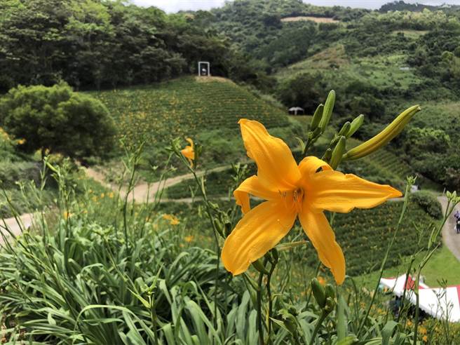 台东知本乐山金针花预计下周盛开。（蔡旻妤摄）