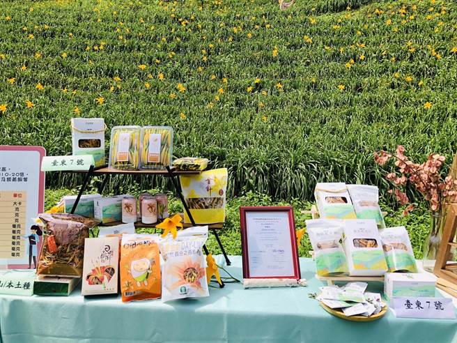 台东知本乐山金针花预计下周盛开，农粮署东区分署今天在台东天山农场推广金针。（蔡旻妤摄）