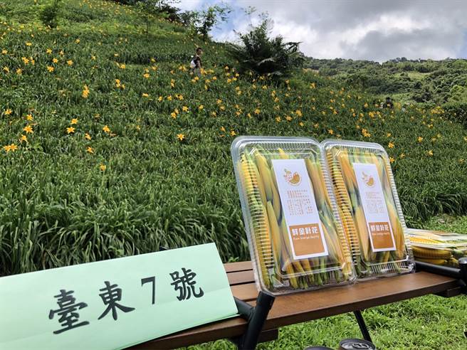 台东知本乐山金针花预计下周盛开，农粮署东区分署今天在台东天山农场推广金针。（蔡旻妤摄）