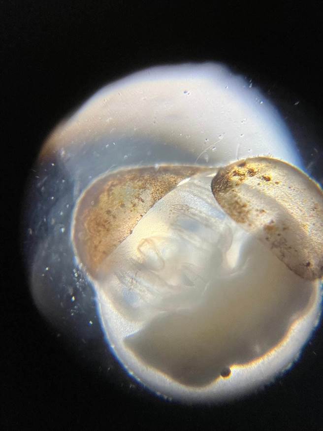 ▲孵化中的「鱟寶寶」。（基隆市政府提供／徐佑昇基隆傳真）