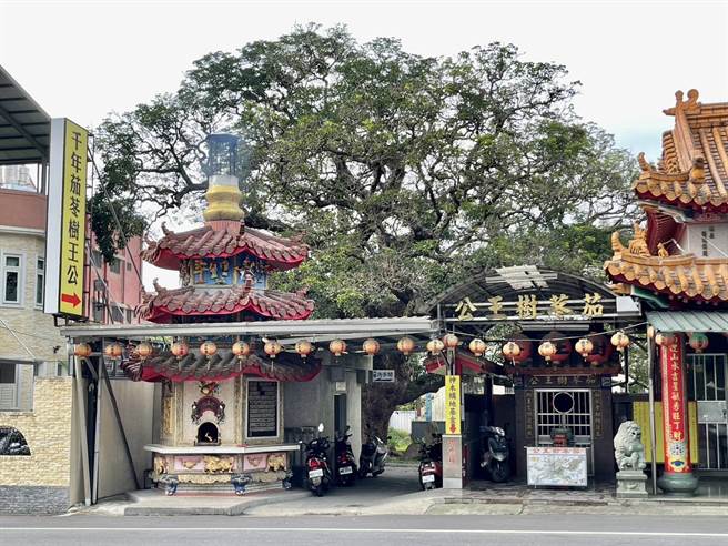 埔里镇茄苳树王公，树高17公尺、直径约4公尺、周长超过12公尺，树龄逾1200年，当民眾立庙祭祀。（杨静茹摄）