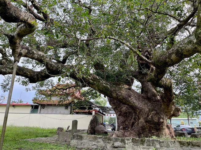 埔里镇茄苳树王公树龄逾1200年，应该是台湾平地最长寿的茄苳神木。（杨静茹摄）
