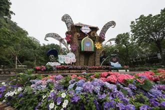 花團錦簇／南庄花卉節迎賓 2萬株花卉藝術盛宴