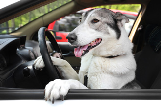 取締超速駕駛驚見「狗瞇眼開車」 神錯位警看傻：不罰了