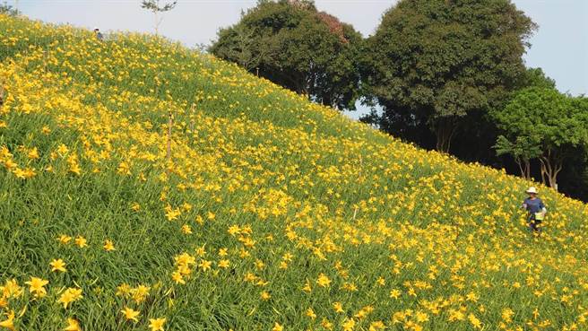 彰化县花坛乡虎山巖金针花园区进入盛开期，黄色花海景观十分疗癒。（陈姓游客提供／孙英哲彰化传真）