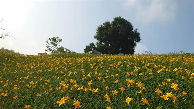 彰化县花坛乡虎山巖金针花园区进入盛开期，黄色花海景观十分疗癒。（陈姓游客提供／孙英哲彰化传真）