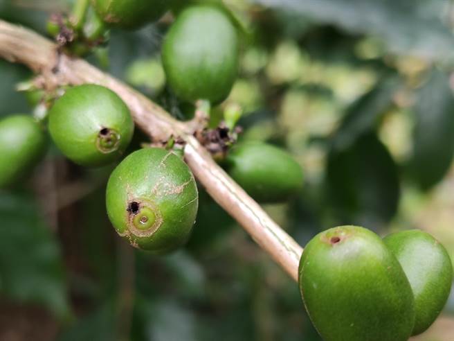 花莲咖啡园区近来发现「咖啡果小蠹」入侵，呼吁农友观察田区加强管理，县府也将协助防治。（花莲县农业处提供／王志伟花莲传真）