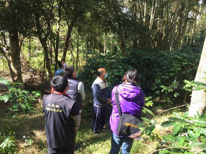 「咖啡果小蠹」入侵，近期县府与辅导单位合作，协助农友诱捕防治。（花莲县农业处提供／王志伟花莲传真）