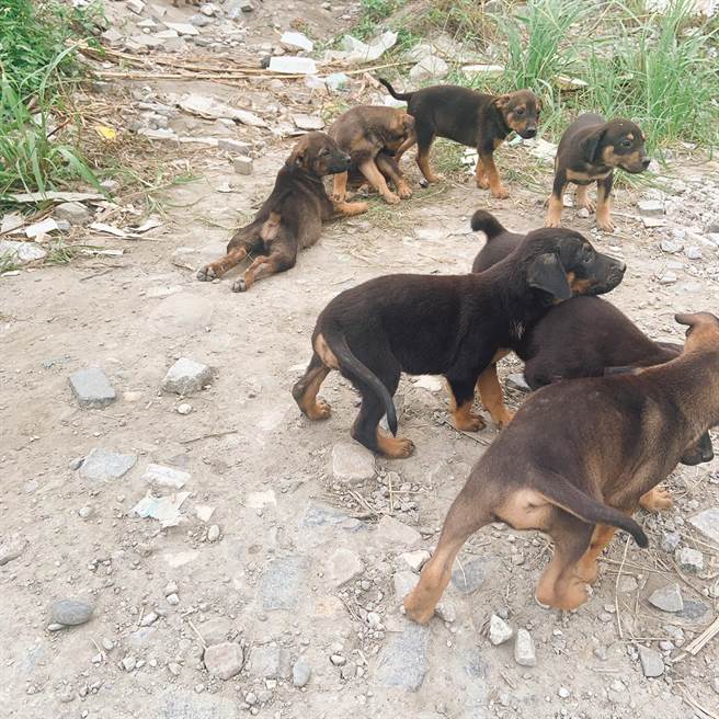花莲吉安乡公所屡次接获家犬未繫绳、狗便未清理及浪犬追吠行人等投诉，将研拟裁罚及配套方案，呼吁饲主善尽家犬或宠物犬照护。（本报资料照片）