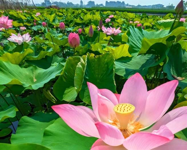 台南木棉花、花旗木花旗已进入尾声，接下来登场的是白河莲花季，于初夏开始绽放。（摘自白河区公所脸书／张毓翎台南传真）