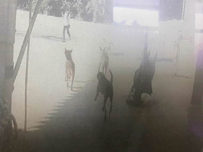 知名电影人岳母在南寮散步遭6野狗狂追摔死，市府判国赔269万。(中时资料库)