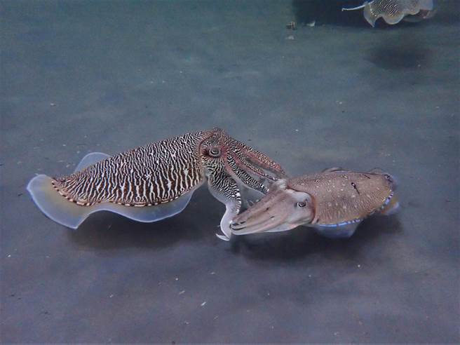 新北市渔业处与海大合作，在贡寮进行花枝的復育繁殖，渔业处邀请民眾预约参观花枝怎么「啪啪啪」的。（新北市渔业处提供／张志康新北传真）