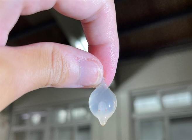 外观如水晶饺的花枝受精卵。（新北市渔业处提供／张志康新北传真）