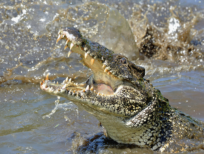 澳洲65岁男子外出钓鱼却突然失踪，2天后警方在鱷鱼体内找到疑似是他的遗体。(示意图/达志影像)