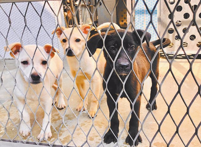 台中市犬只狂犬病疫苗施打率仅46％，六都倒数第二。（本报资料照）