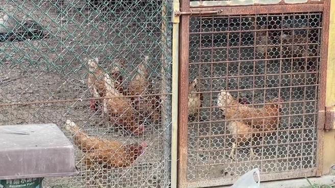 台东丰年机场西侧有上百公顷的废耕农地，今天下午1点时突然不明原因起火燃烧，邻近的养鸡农担忧遭波及。（读者提供／蔡旻妤台东报导）