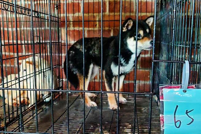 新竹县动保所查获郑姓男子不当饲养65只宠物犬。（新竹县动保所提供／罗浚滨新竹传真）