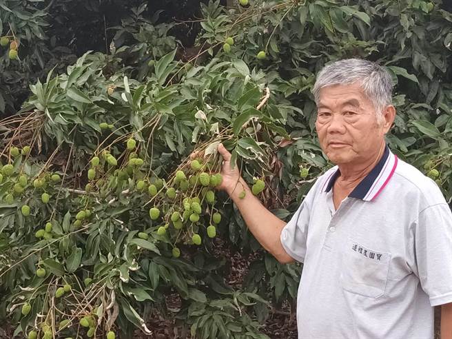 高雄玉荷包受到今年气候炎热及雨水不足影响，开花后掉果率高，产量仅剩5成，也因天气炎热呈现早熟，今年果粒较小较甜。（林雅惠摄）