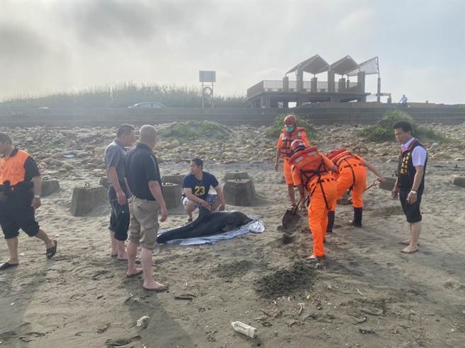 桃園市大園區許厝港海岸，今日清晨有民眾發現，一隻活海豚擱淺在沙灘上。（翻攝照片／蔡明亘桃園傳真）
