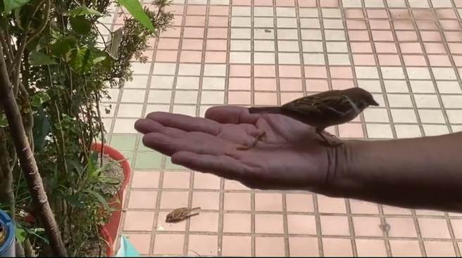 徐老师笑称「媳妇」都跟着握寿司一起来去，握寿司在手心吃虫，媳妇就在旁边或地上等，其他麻雀警觉都很高，只有媳妇不为所动。（徐老师提供／吴建辉彰化传真）