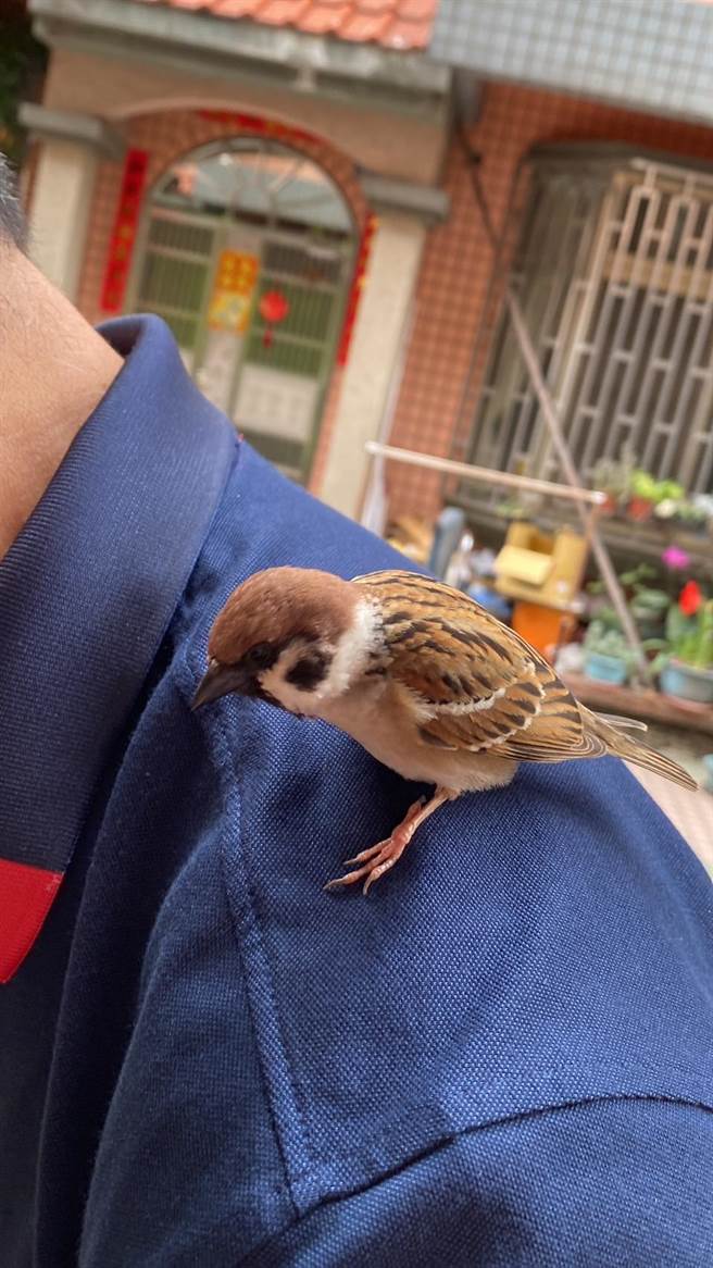 徐老师强调，放养握寿司已经许久，不过他仍守护在他们家附近，有时候抢食的鸟儿过来，握寿司还会站出去骗离，然后飞到她肩上，彷佛在宣誓地盘。（徐老师提供／吴建辉彰化传真）