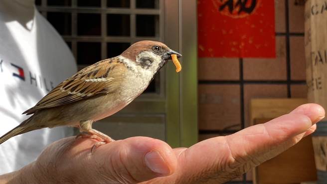徐老师还说，过去因为有失败经验，所以当时很认真爬文，顺利将握寿司抚养长大。（徐老师提供／吴建辉彰化传真）