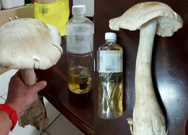 女子因为新奇，从菜市场买回「白色巨菇」，但她发现大过头有些害怕，于是上网求问网友「可吃吗？」。（翻摄自脸书厨艺公社）