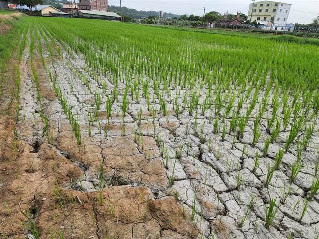 大雅区三和里数十公顷稻田，因灌溉水源不足造成地表乾裂。（市议员吴呈贤提供／陈淑娥台中传真）