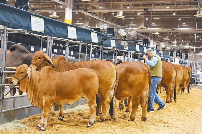 食药署近期预告，继美国后，我国将开放加拿大全牛龄牛肉进口。图为美国德州的养牛场。（新华社）