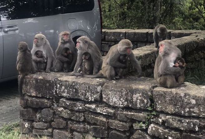 路邊驚見猴子媽媽聚會，吸引萬人狂讚。（圖／網友授權提供）