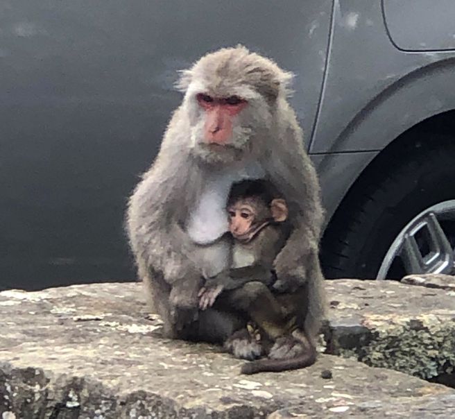 猴子媽媽帶小孩出門聚會，可愛畫面曝光。（圖／網友授權提供）