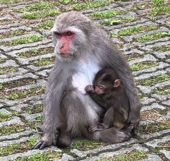 猴子媽媽帶小猴子出門聚會。（圖／網友授權提供）