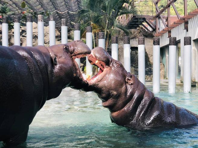 寿山动物园的侏儒河马「秋吉」和「春圆」。(高雄市观光局提供)