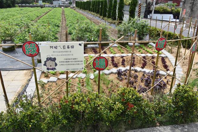 苗栗县后龙镇水尾社区为长辈打造一座「阿嬷的蓝莓园」。（谢明俊摄）