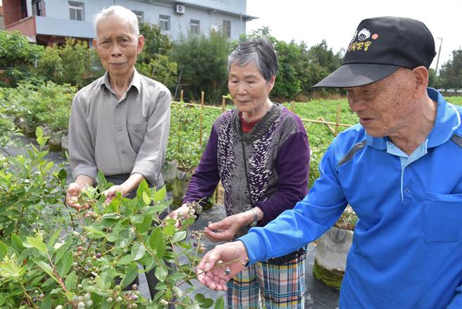 苗栗县后龙镇水尾社区为长辈打造一座「阿嬷的蓝莓园」，长辈细心照顾蓝莓。（谢明俊摄）