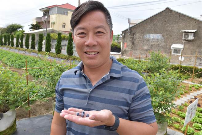 苗栗县后龙镇水尾里长梁清文为长辈打造一座「阿嬷的蓝莓园」。（谢明俊摄）