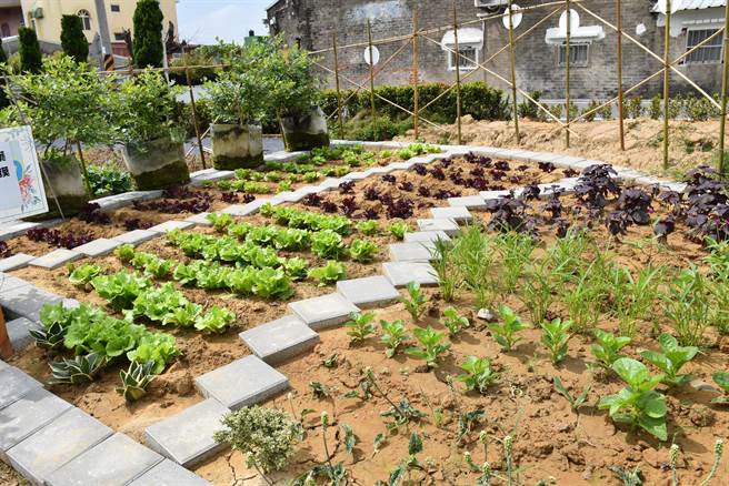 苗栗县后龙镇水尾社区为长辈打造一座「阿嬷的蓝莓园」，园中一隅种有蔬菜。（谢明俊摄）