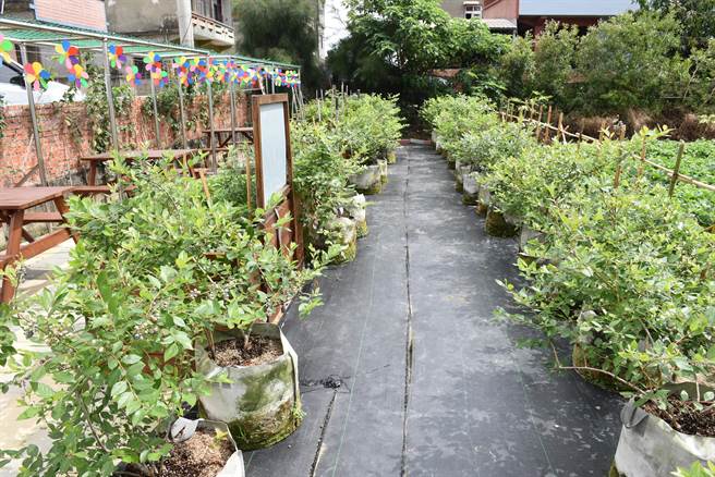 苗栗县后龙镇水尾社区为长辈打造一座「阿嬷的蓝莓园」，共有30株蓝莓。（谢明俊摄）