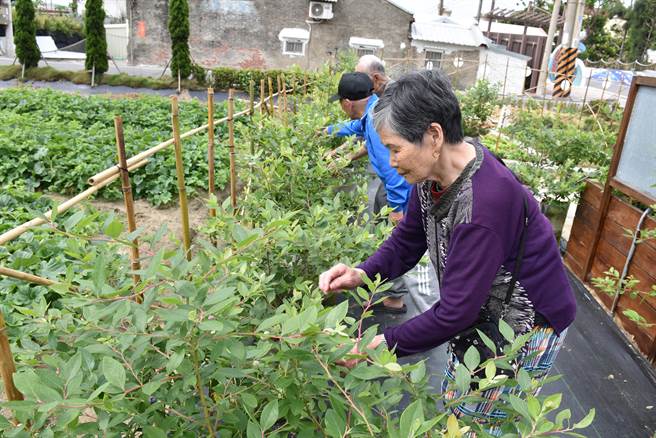 苗栗县后龙镇水尾社区为长辈打造一座「阿嬷的蓝莓园」，长辈细心照顾蓝莓。（谢明俊摄）