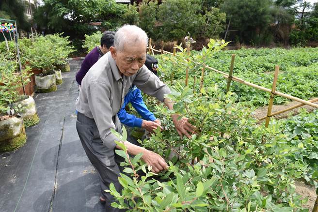 苗栗县后龙镇水尾社区为长辈打造一座「阿嬷的蓝莓园」，长辈细心照顾蓝莓。（谢明俊摄）