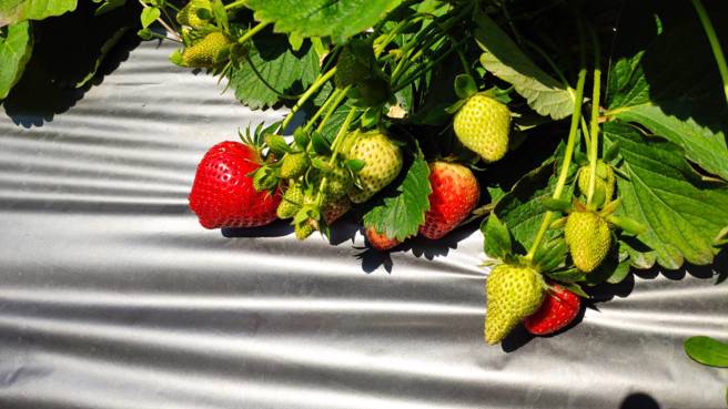 国民党立委洪孟楷怒批，含克凡派农药的日本草莓申请进口放宽，根本是莱猪案件的翻版。（示意图／李京升摄）