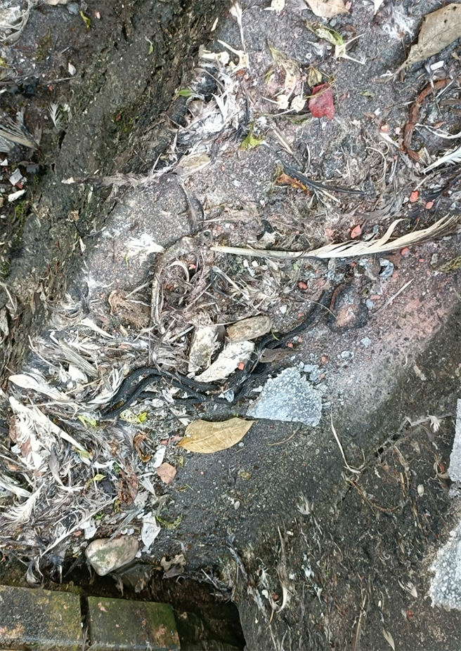 租屋處排水孔四周發現疑似動物的毛髮。（動保處提供）