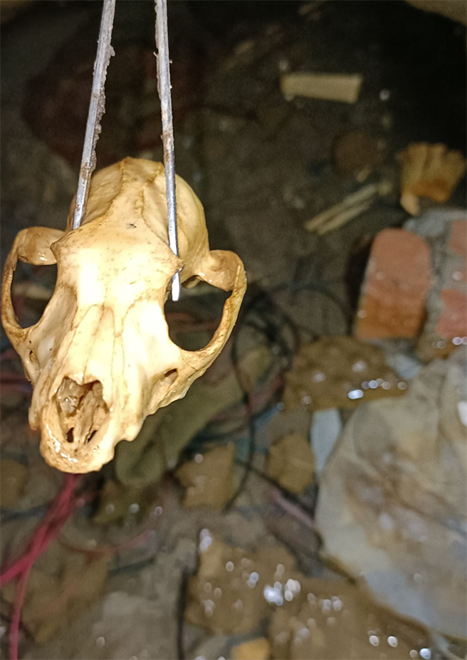 動保處採集到動物頭骨。（動保處提供）