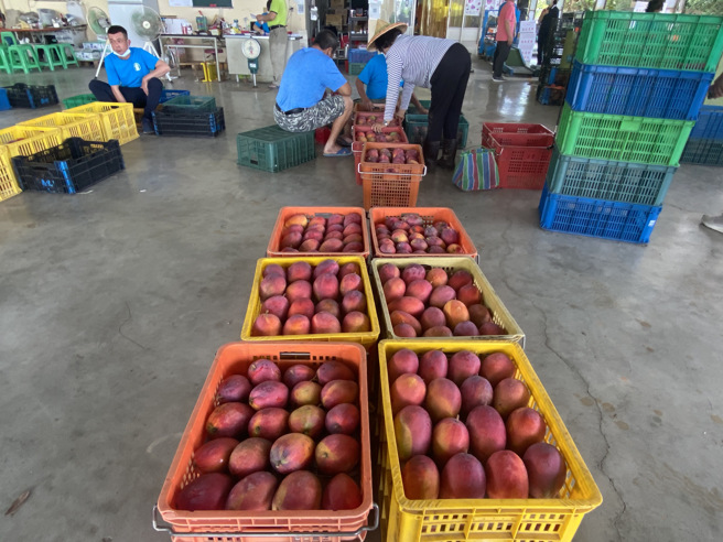 近日日本草莓农药违规频传，「Linbay好油」林裕纮透露，台湾芒果曾因农药残留一事被韩国刁难，但政府的作为却差很多。（示意图／资料照／曹婷婷摄）