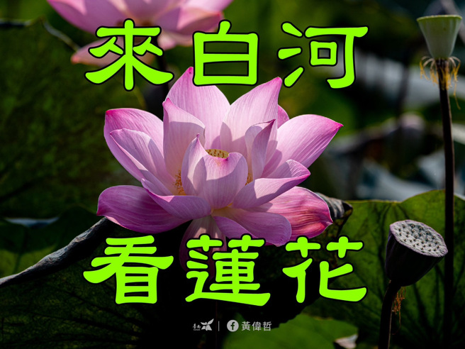 黄伟哲的小编群创作出莲花问候图，他乐于每天日问候友人，顺便行销白河莲花季。(戴志扬翻摄)
