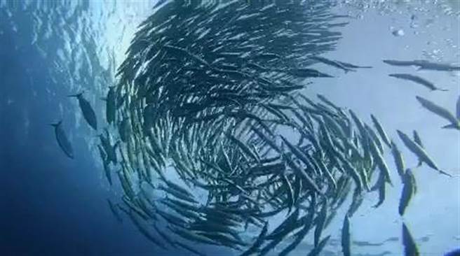 有潜水教练在绿岛石朗海域发现成千上万的梭鱼群聚，画面壮观。（翻摄自台东县长饶庆铃脸书）