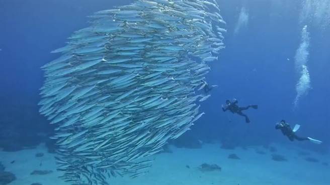 有潜水教练在绿岛石朗海域发现成千上万的梭鱼群聚，画面壮观。（翻摄自台东县长饶庆铃脸书）