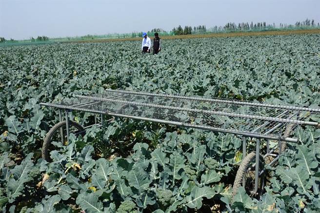 浊水溪高滩地是云林县农民种瓜、稻米、蔬菜的重要承租地，长年为缺电而困扰。（周丽兰摄）